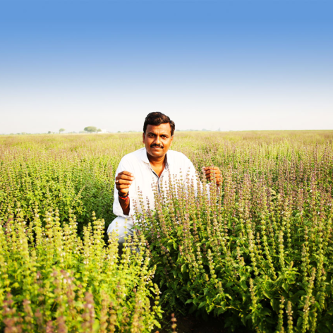 Organic Farming India